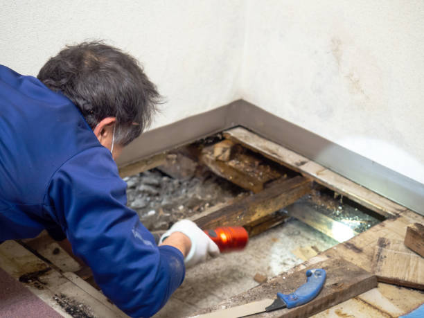 Best Best Mold Removal Companies  in Watford City, ND
