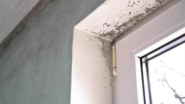 Best Fast Mold Removal  in Watford City, ND