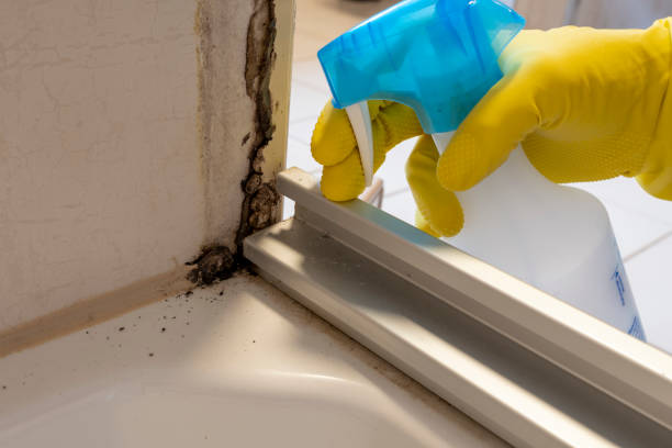 Best Black Mold Removal  in Watford City, ND