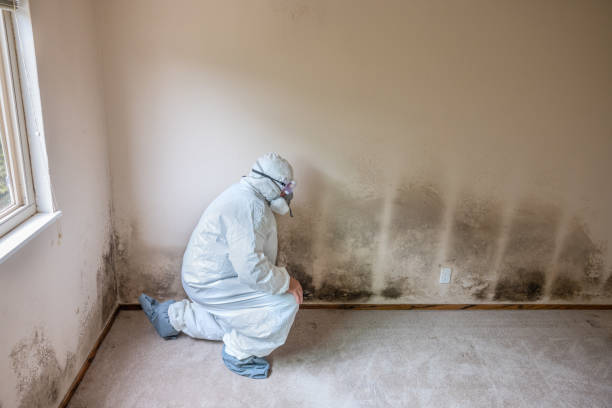 Best Mold Cleaning Services  in Watford City, ND
