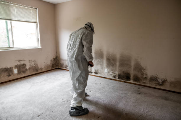 Best Crawl Space Mold Removal  in Watford City, ND