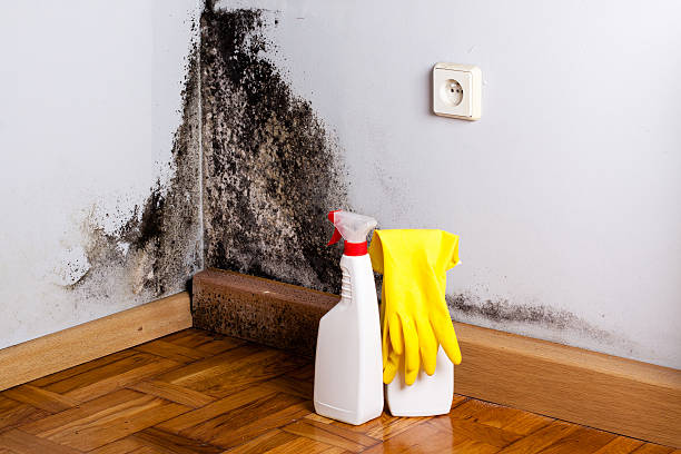 Best Mold Testing  in Watford City, ND