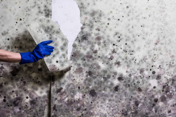 Best Home Mold Removal  in Watford City, ND