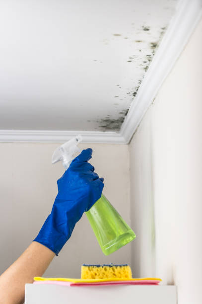 Best Mold Damage Repair  in Watford City, ND